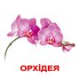Квіти. Великі картки з фактами (20 карток). 140 цікавих фактів та 80 завдань та загадок! -