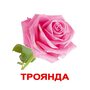 Квіти. Великі картки з фактами (20 карток). 140 цікавих фактів та 80 завдань та загадок! -