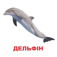 Мої перші знання . Великі ламіновані картки з фактами ( 40 карток ) . 