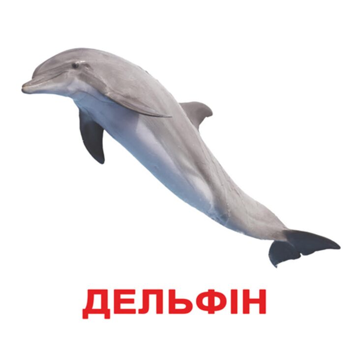 Мої перші знання. Великі ламіновані картки з фактами (40 карток). -