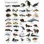 1000 назв тварин - Джесіка Грінвел (978-617-7579-17-4)